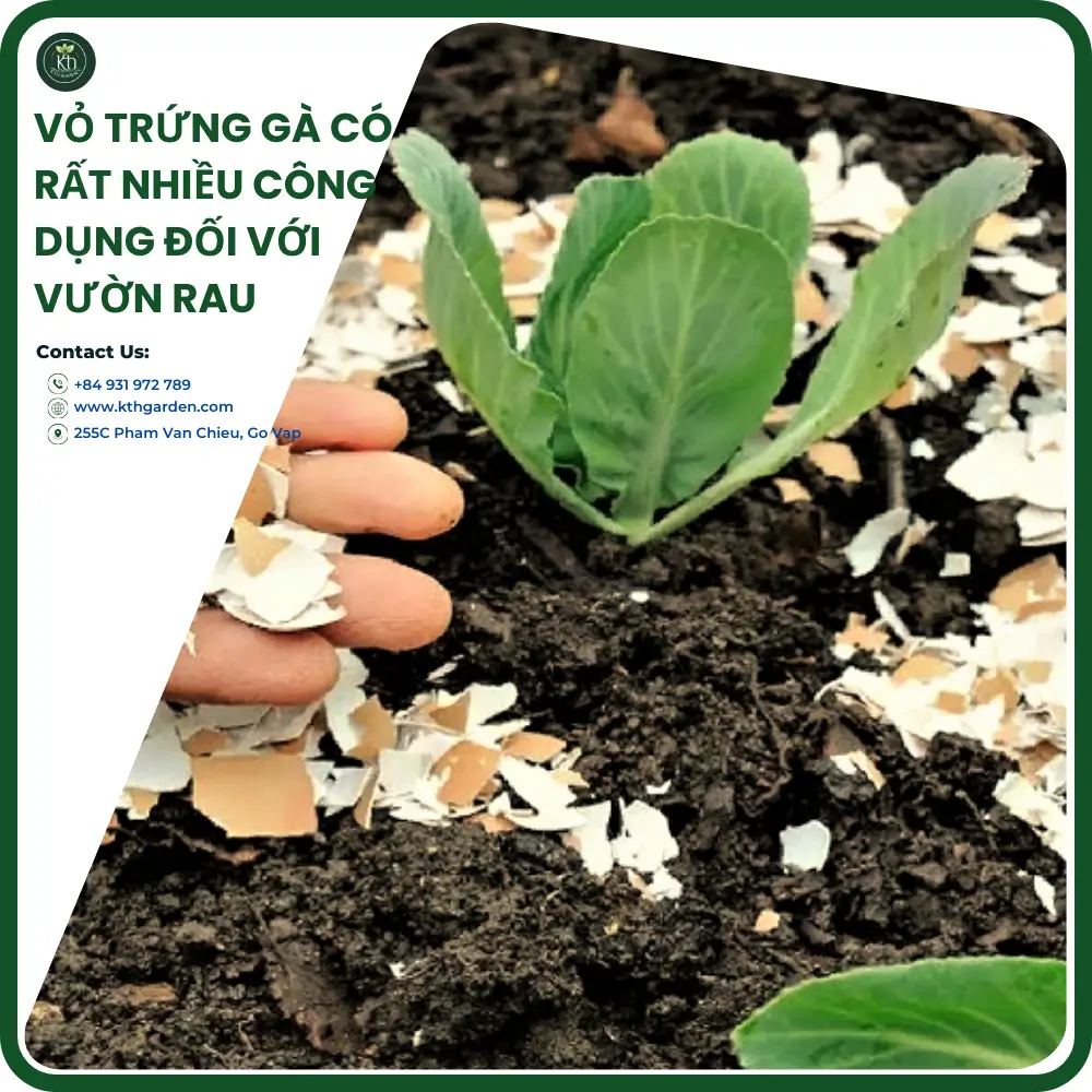 Vỏ trứng gà có rất nhiều công dụng đối với vườn rau