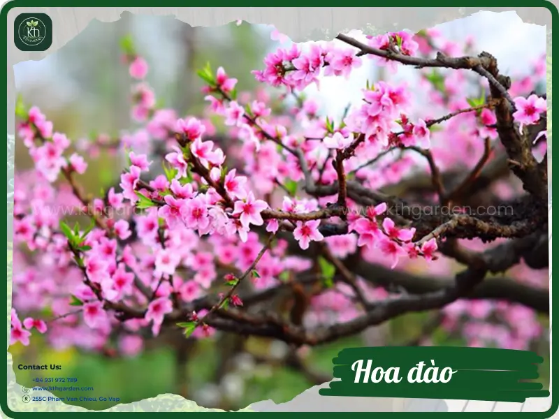 Hoa đào