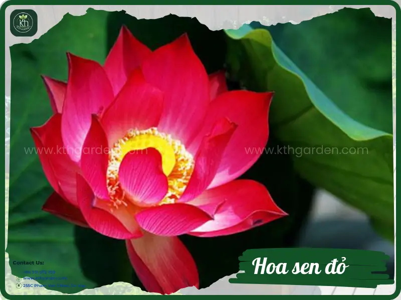 hoa sen đỏ