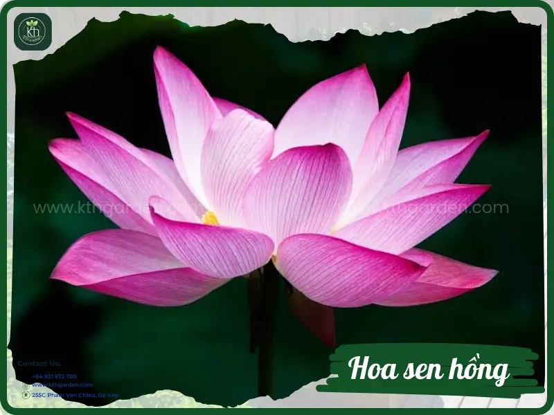 Hoa sen hồng