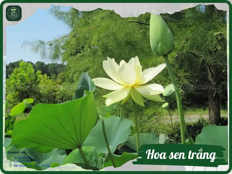 Cây sen - Vị thuốc đa năng trong y học cổ truyền