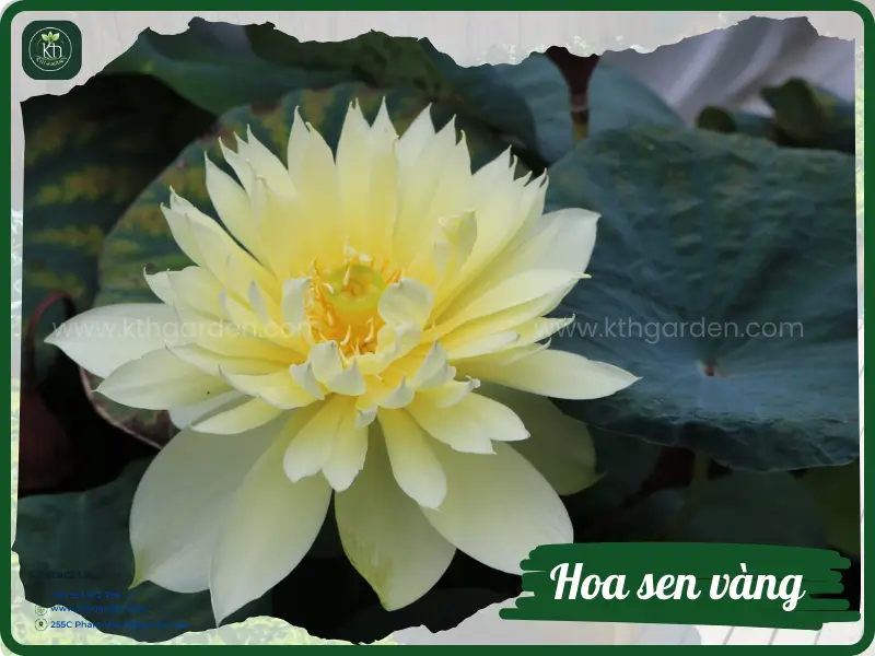 hoa sen vàng 