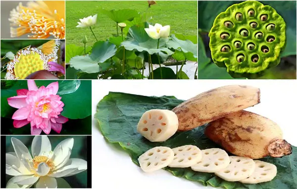 Cây sen - Vị thuốc đa năng trong y học cổ truyền