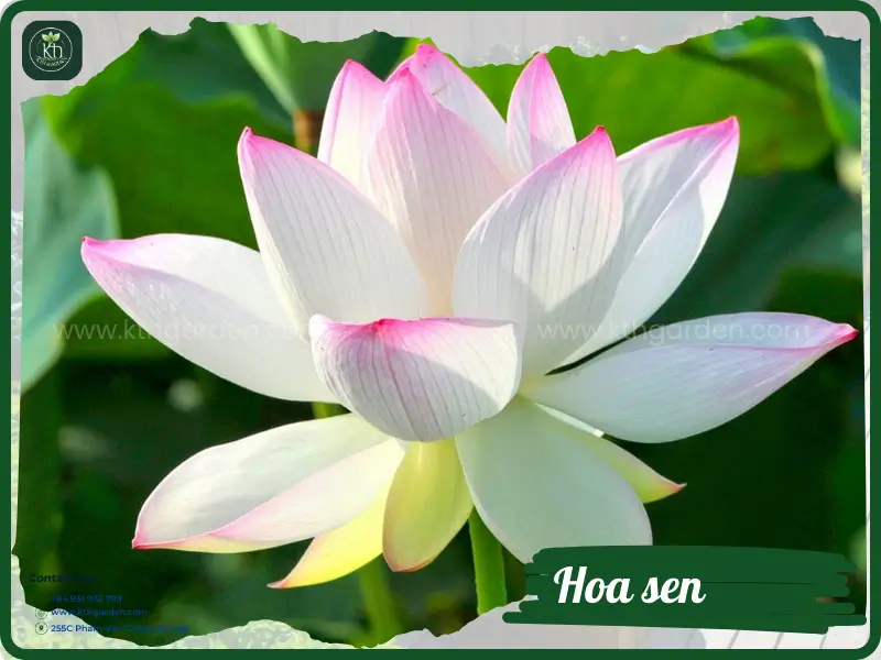 Hoa sen - Ý nghĩa, các loại hoa sen, cách trồng chăm sóc hoa sen đẹp